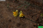 Linaria polygalifolia subsp. polygalifolia