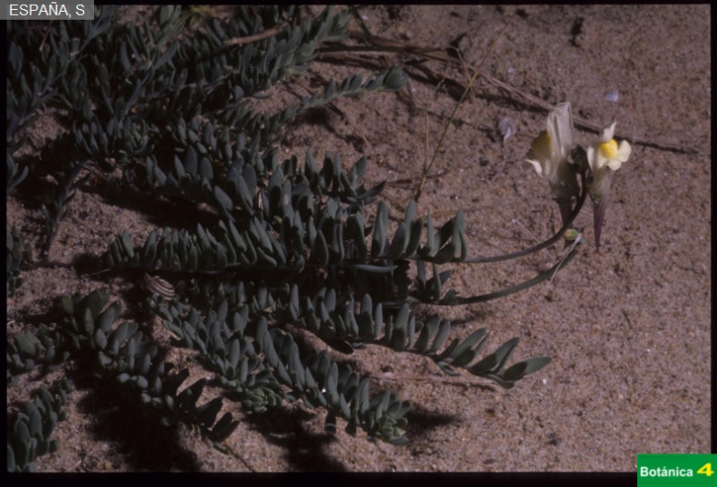 Linaria supina ssp.jpg