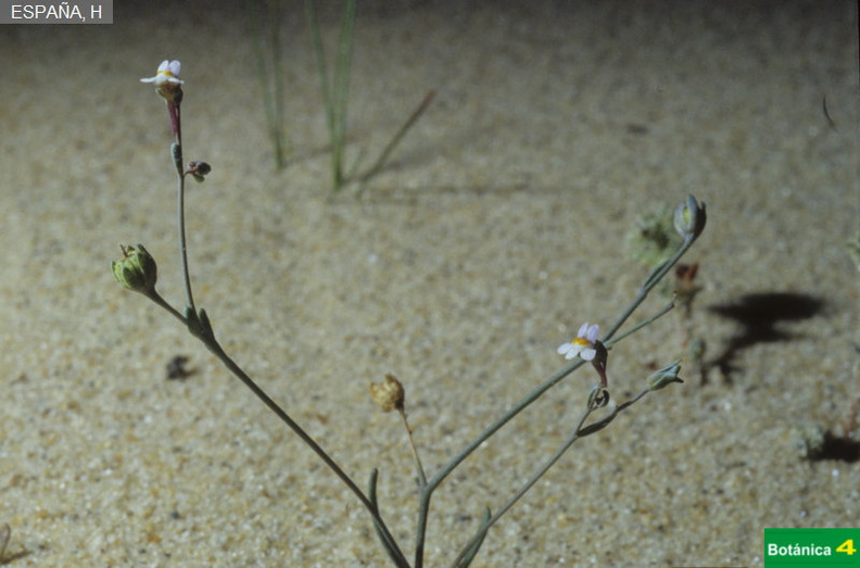 Linaria tursica fdl.jpg