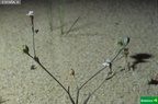 Linaria tursica