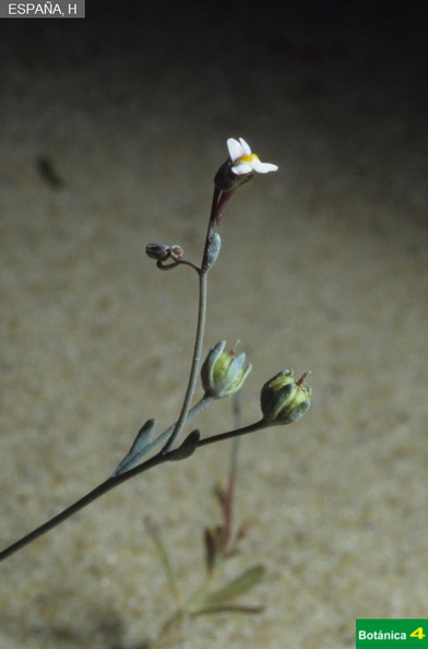 Linaria tursica fdl-1.jpg
