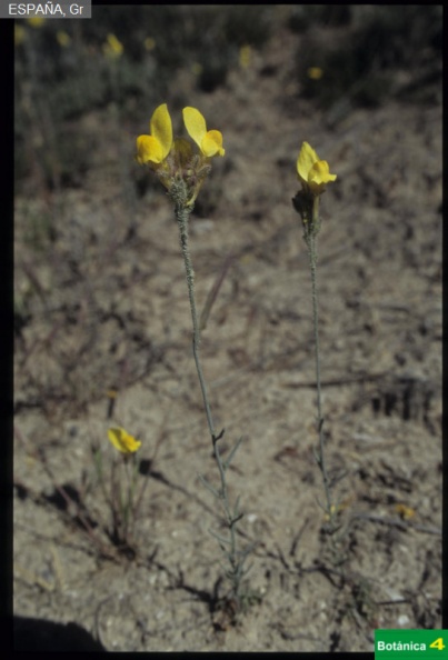 Linaria viscosa fdl-1.jpg
