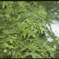 Liquidambar sthyraflua subsp. americana