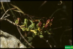 Loiseleuria procumbens