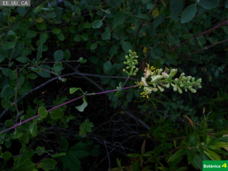 Lonicera subspicata fdl.jpg