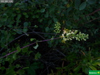 Lonicera subspicata
