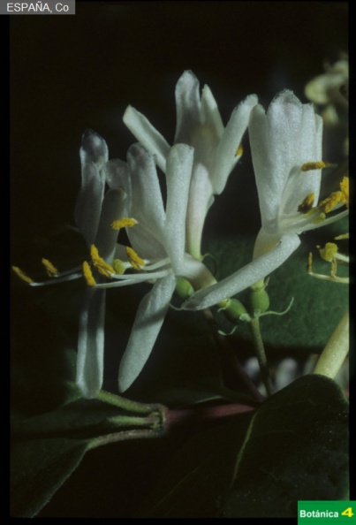 Lonicera xylosteum fdl.jpg
