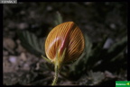Lotus creticus
