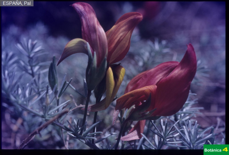 Lotus pyranthus fdl-1.jpg