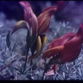 Lotus pyranthus