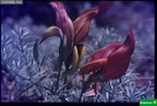 Lotus pyranthus
