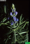 Lupinus angustifolium