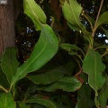 Macadamia integrifolia cf.
