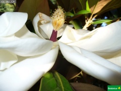 Magnolia grandiflora, estambres y estigmas
