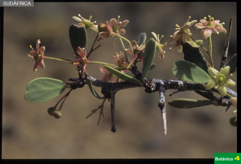 Maytenus heterophylla