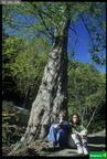Metasequoia glyptostoboides