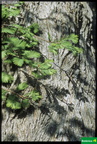 Metasequoia glyptostoboides