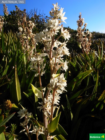 Milligania densiflora fdl-1.jpg