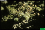 Monanthes polyphylla