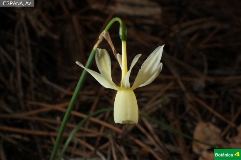Narcissus pallidulus