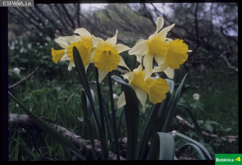 Narcissus pseudonarcissus subsp. major