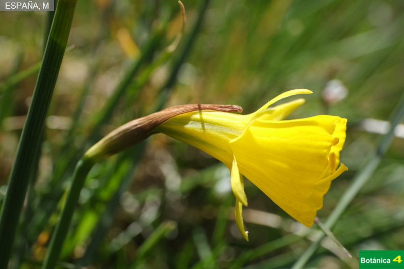 Naricissus bulbocodium