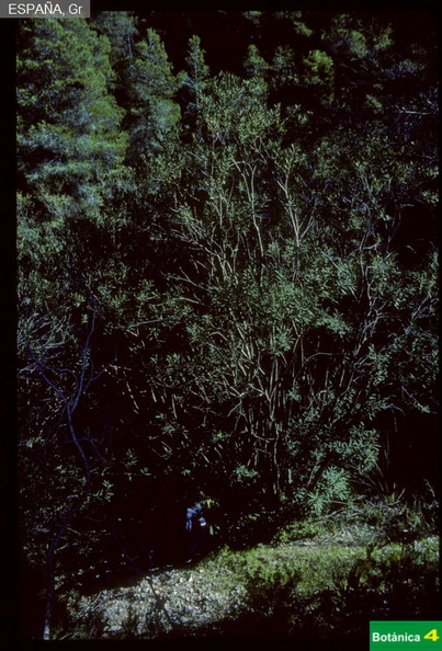 Nerium oleander fdl.jpg