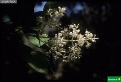 Olea capensis subsp. capensis