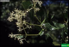 Olea capensis subsp. capensis
