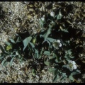 Omphalodes littoralis ssp. gallaecica