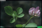 Ononis rotundifolia