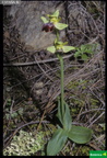 Ophrys fusca