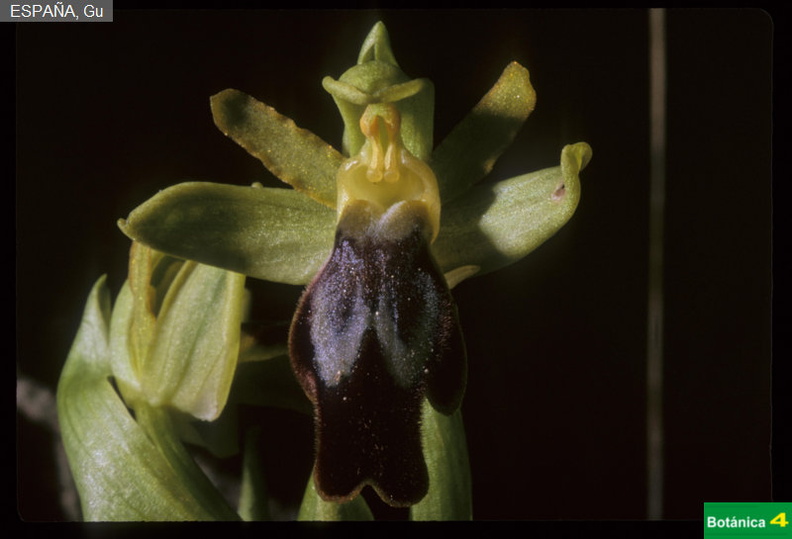 Ophrys speculum fdl-1.jpg