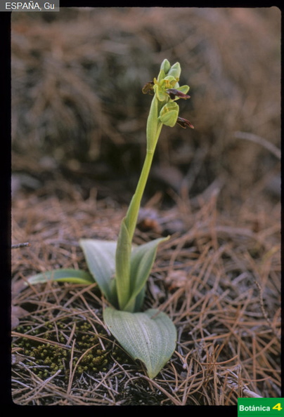 Ophrys speculum fdl-2.jpg