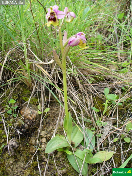 Ophrys tenthredinifera fdl.jpg