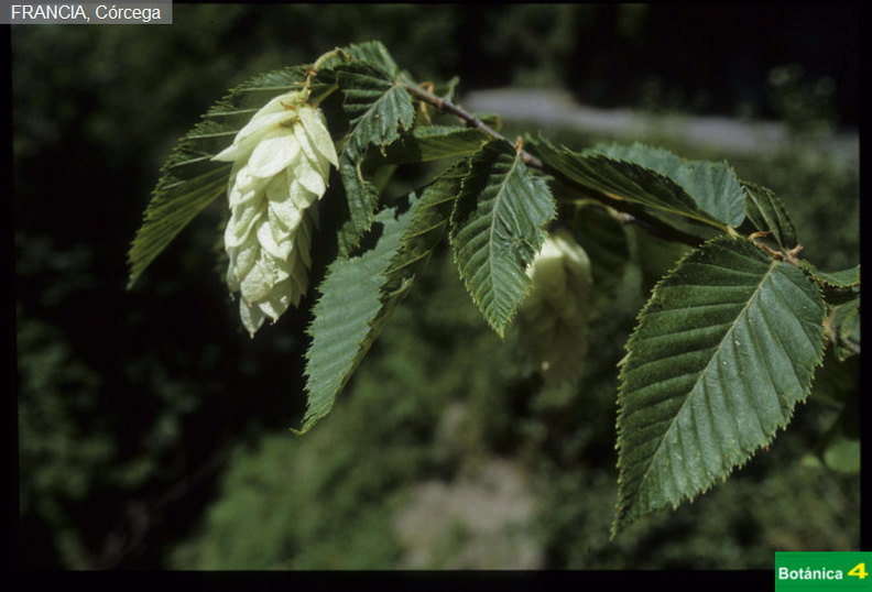 Ostrya carpinifolia fdl-1.jpg