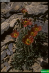 Papaver lapeyrosianum