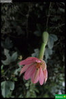 Passiflora sp.