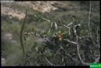 Periploca laevigata subsp. angustifolia