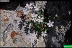 Petrocoptis glaucifolia