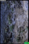 Petrocoptis grandiflora
