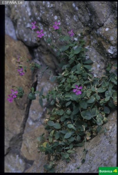 Petrocoptis grandiflora fdl-1.jpg