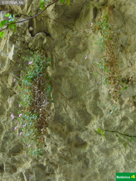 Petrocoptis guarensis fdl.jpg