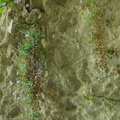 Petrocoptis guarensis