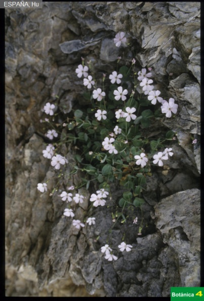 Petrocoptis pyrenaica fdl.jpg