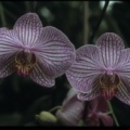 Phaelonopsis