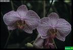 Phaelonopsis