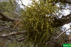 Phoradendron cf. juniperinum
