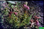 Phyllodoce caerulea