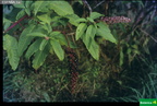 Phytolacca americana